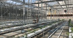 istanbul-yildiz-teknik-uni-hydroponic-greenhouse4