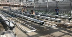 greenhouse-constuling-engineering