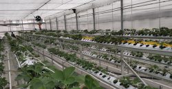 soilless greenhouse 2020