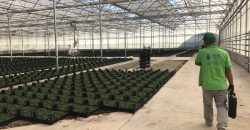 greenhouse-climate-control-systems-turkey-4