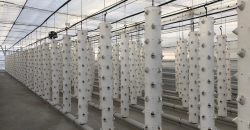 istanbul-yildiz-teknik-uni-hydroponic-greenhouse1