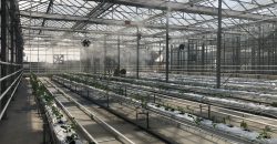 istanbul-yildiz-teknik-uni-hydroponic-greenhouse3
