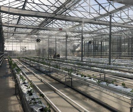 istanbul-yildiz-teknik-uni-hydroponic-greenhouse3