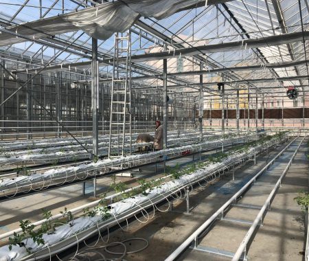 istanbul-yildiz-teknik-uni-hydroponic-greenhouse4