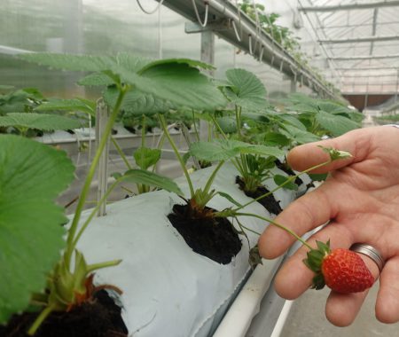 istanbul-yildiz-teknik-uni-hydroponic-greenhouse7