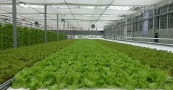 istanbul-yildiz-teknik-uni-hydroponic-greenhouse8