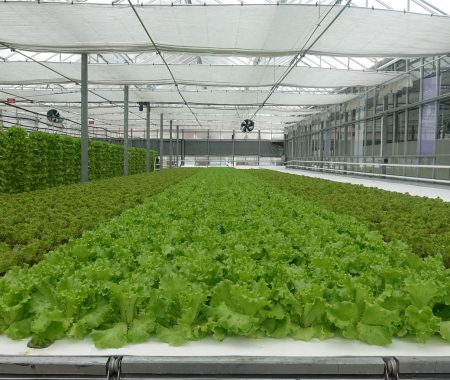 istanbul-yildiz-teknik-uni-hydroponic-greenhouse8