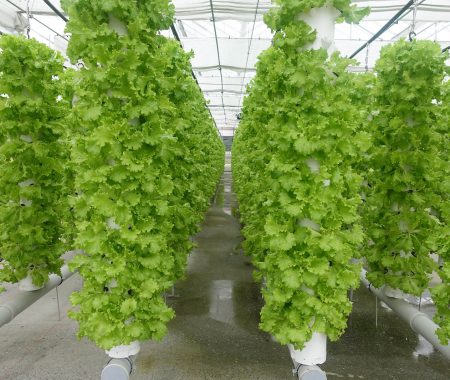 istanbul-yildiz-teknik-uni-hydroponic-greenhouse9